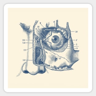 Human Eye and Tear Duct Diagram - Vintage Anatomy Sticker